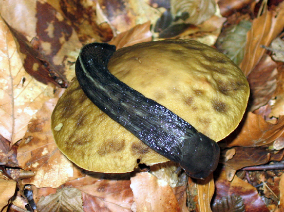n_14_kö_J100_hbuch-schneck.jpg